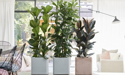 Using indoor plants to decorate