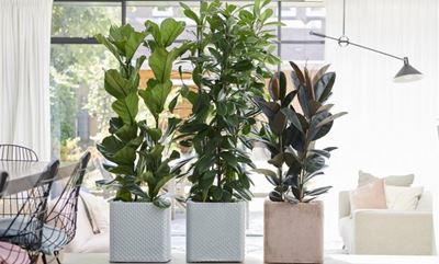 Using indoor plants to decorate