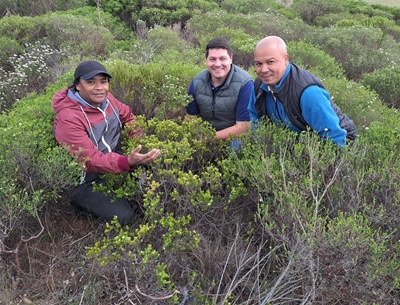 Urgent quest to rescue rare plant