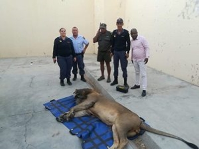 Wandering Karoo lion found