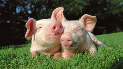 Happy pigs make for good business