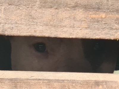 More and more pit bulls surrendered 