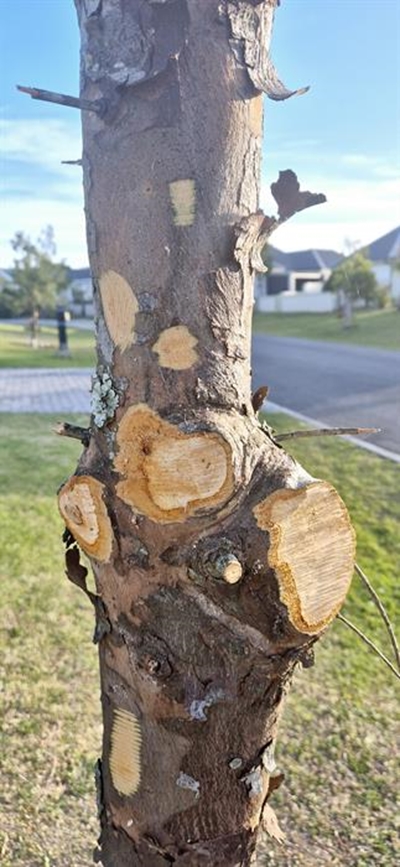  Severe tree pruning upsets estate residents
