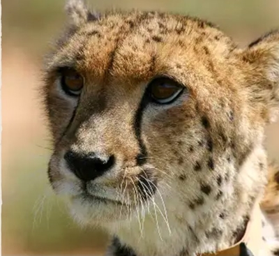 Sibella’s legacy: Karoo cheetah pioneer inspires global conservation