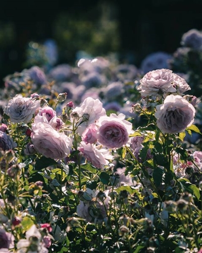 Hassle-free rose gardens