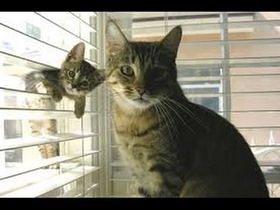 Give to the SPCA at no cost