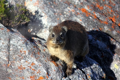 Biggest threat to biodiversity in the Southern Cape
