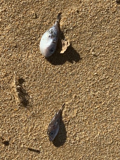 Dead Pufferfish on beach