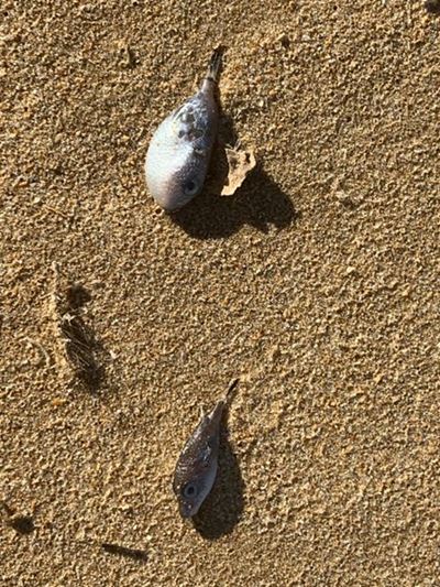 Dead Pufferfish on beach