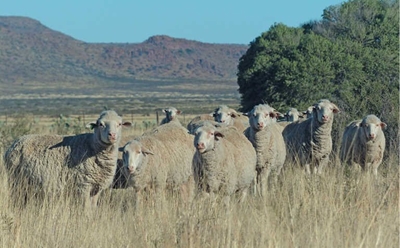 ‘South Africa is sitting on a bluetongue timebomb’