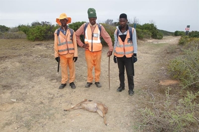 Honde die oorsaak van bokkie se dood