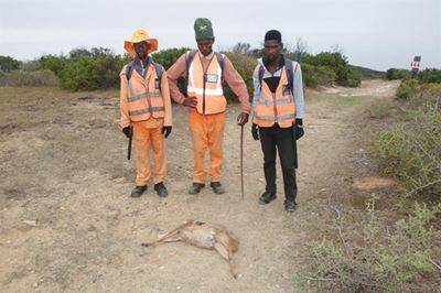 Honde die oorsaak van bokkie se dood