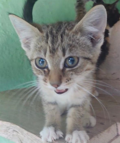 Kittens galore at SPCA