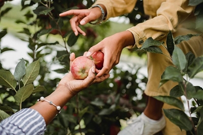 Mashatile to commemorate Harvest Day with Free State apple farmers