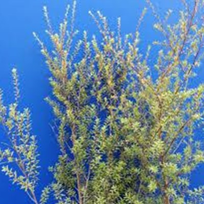 You can help eradicate invasive plants by reporting them
