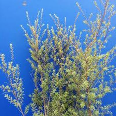 You can help eradicate invasive plants by reporting them