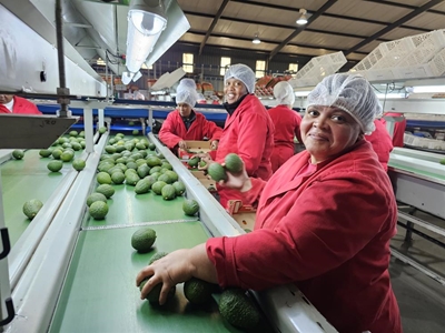 Avocado harvest expected to double