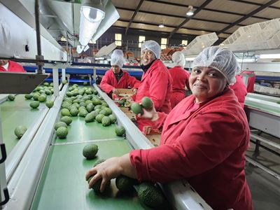 Avocado harvest expected to double
