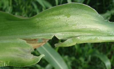 Solving calcium deficiency for better-quality crops