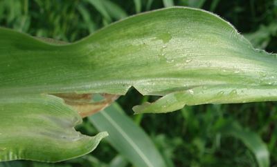 Solving calcium deficiency for better-quality crops