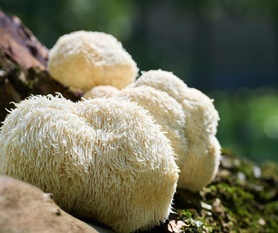 Lion’s mane may be the real magic mushroom