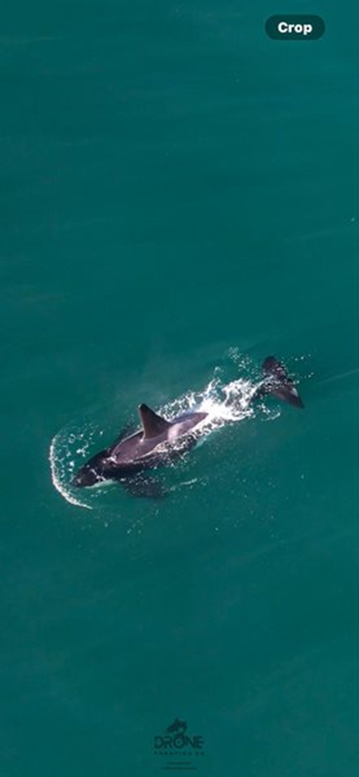 Lone orca spotted in Mossel Bay waters