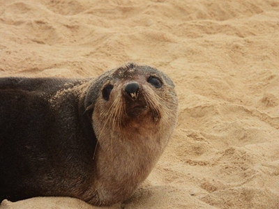 Rare seal resting at Suiderkruis