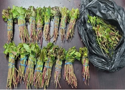 Another drug crackdown