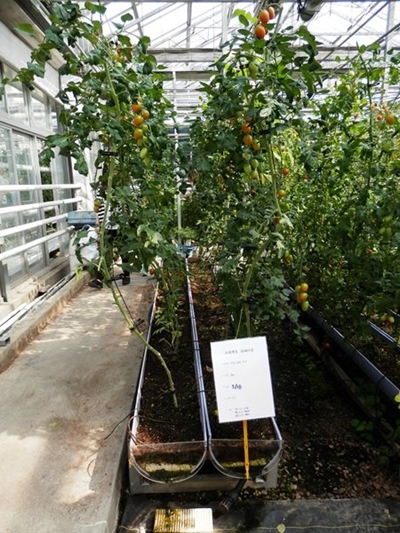 Latest trends in greenhouse technology