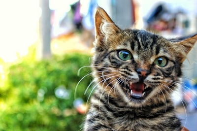 Concert to benefit Feral Cat Assistance