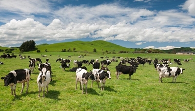 New Zealand clamps down on dairy cow ownership