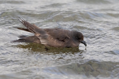 Swinhoestormswael in Stilbaai