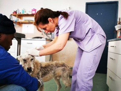 SPCA saves skeletal dog from Maraiskamp
