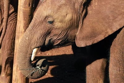 The double-edged sword of safari tourism