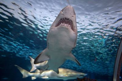 Great white sharks vanish from Cape Town, and no one knows why