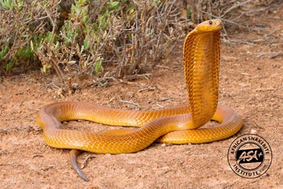 5 of the most common venomous snakes