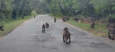 Suburbs under siege