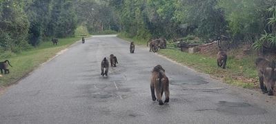 Suburbs under siege