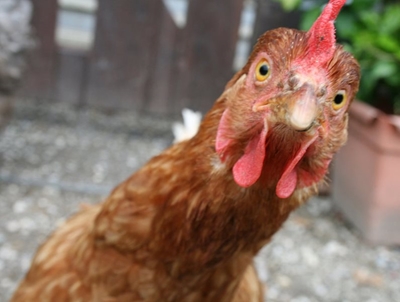 Dealing with external parasites on chickens