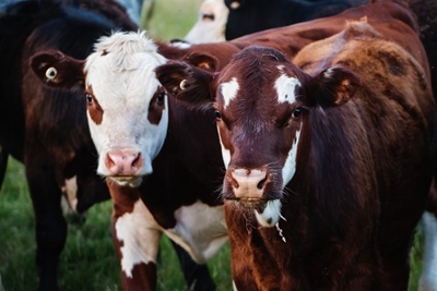Botswana bans SA livestock imports, cites Zululand FMD outbreak