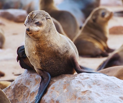 Alert on rabies risk along the Western Cape coast: High-risk individuals are urged to be cautious 