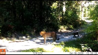 Leopard and cubs spotted