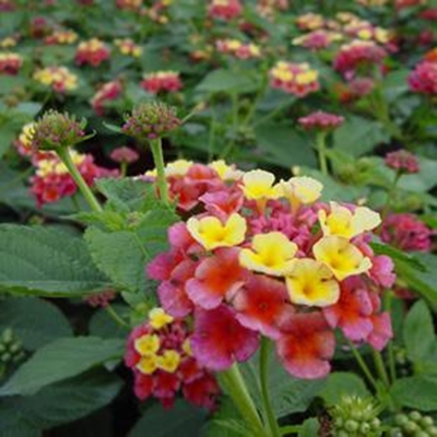 Eradication of Lantana
