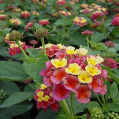 Eradication of Lantana