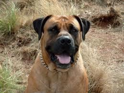 Fees vir Boerboele