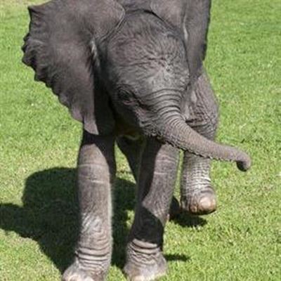 Update: Controversy about elephants
