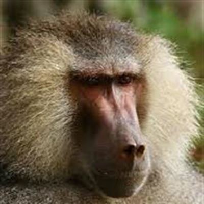 Update: Baboon data needed to make plan