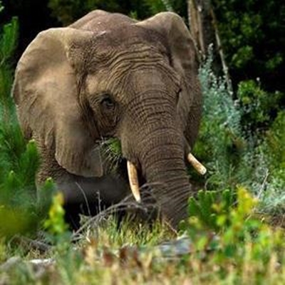 Elephant export permits revoked