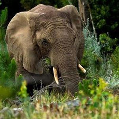 Elephant export permits revoked