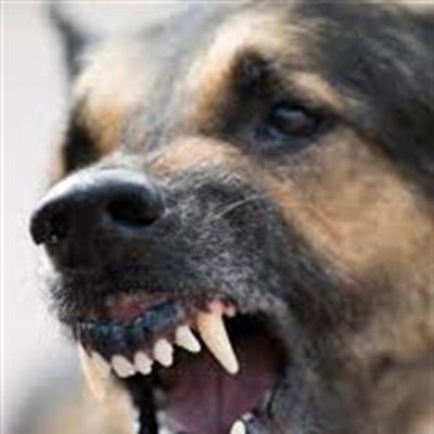 Wat om te doen as 'n hond jou aanval
